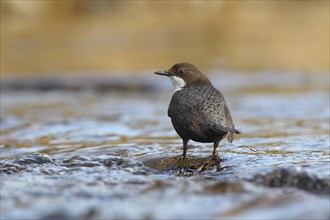 Dipper (Cinclus cinclus) standing in running water