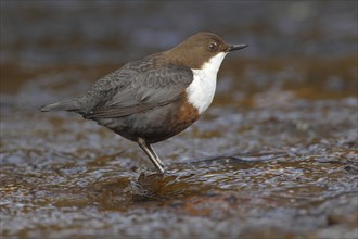 Dipper (Cinclus cinclus) standing in running water