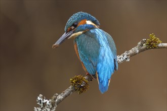 Kingfisher (Alcedo atthis)