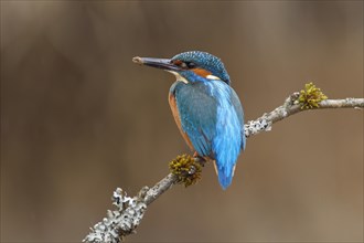 Kingfisher (Alcedo atthis)