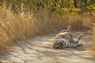 Tiger (Panthera tigris) rolling on his back on a forest track