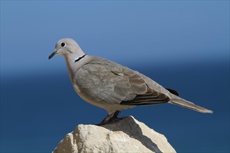 Collared Dove (Streptopelia decaocto) perched on a rock