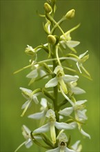 White Butterfly Orchid (Planta bifolia)
