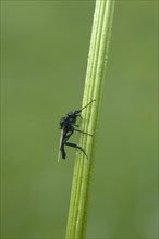 Dance Fly (Empididae)