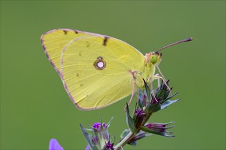 Pale Clouded Yellow (Colias hyale) on a purple loosestrife (Lythrum salicaria)