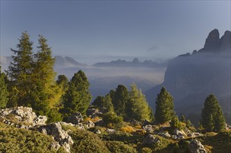 Mixed forest at Passo Sella
