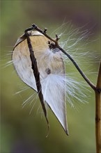 Swallow-wort (Vincetoxicum hirundinaria)