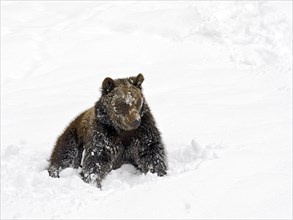 European Brown Bear (Ursus arctos) sitting in the snow
