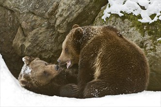 European Brown Bears (Ursus arctos) tussle in the snow