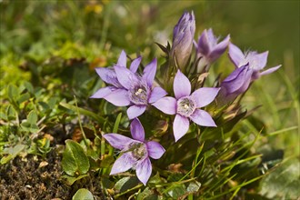 Chiltern Gentian (Gentiana germanica)