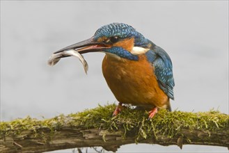 Kingfisher (Alcedo atthis) with prey