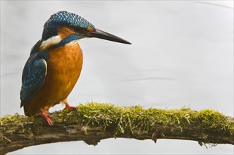 Kingfisher (Alcedo atthis)