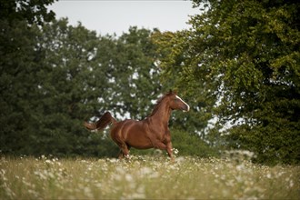 Hanoverian horse galloping across a meadow