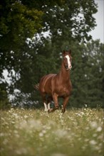 Hanoverian horse galloping across a meadow