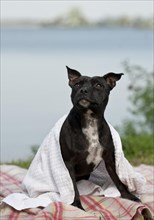 Old English Staffordshire Bull Terrier