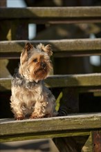 Yorkshire Terrier sitting on a staircase