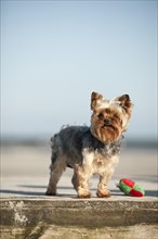 Yorkshire Terrier standing on a jetty