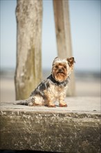 Yorkshire Terrier sitting on a dock