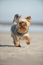 Yorkshire Terrier running along the beach