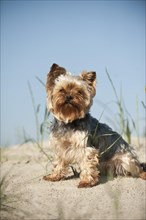 Yorkshire Terrier sitting on a sand dune
