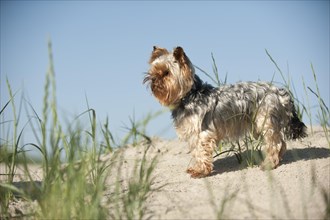 Yorkshire Terrier standing on a sand dune