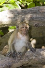 Rhesus macaque or monkey (Macaca mulatta)