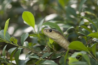 Chinese ratsnake or Indo-Chinese rat snake (Ptyas korros)