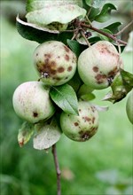 Apples infected with apple scab disease (Venturia inaequalis)