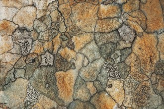 Abstract view of a lichen mosaic growing on a rock