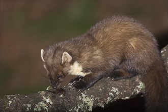 Pine marten (Martes martes)