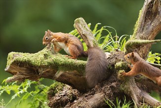 One Red squirrel (Sciurus vulgaris) collecting hazelnuts from a tree stump