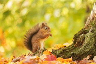 Red squirrel (Sciurus vulgaris) feeding on a cracked hazelnut at the base of a tree stump