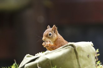 Red squirrel (Sciurus vulgaris) stealing hazelnuts from a supply of bait stored in a satchel