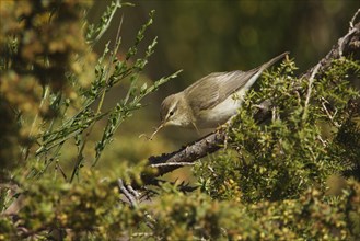 Willow warbler (Phylloscopus trochilus) collecting nesting material amongst gorse and jasmine