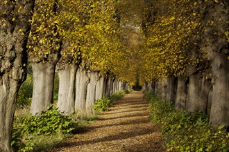 Lime Tree avenue (Tilia) in autumn