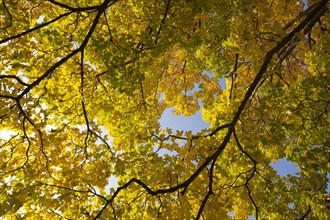 Maple tree (Acer sp.) In autumn