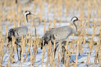 Cranes (Grus grus) search for food in a snow-covered cornfield