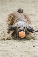 Gos d'Atura or Catala Catalan Sheepdog