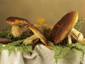 Porcino mushrooms