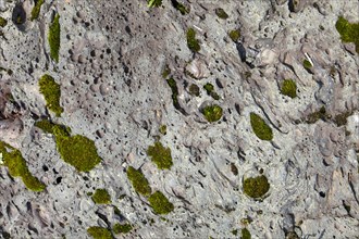 Moss growing on volcanic rock on the slopes of the Mount Nyiragongo volcano