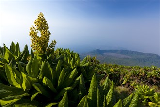 African highland vegetation on the slopes of Mount Nyiragongo volcano