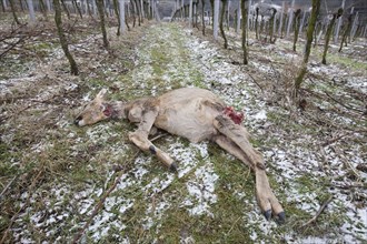 Roe Deer (Capreolus capreolus) killed by a dog