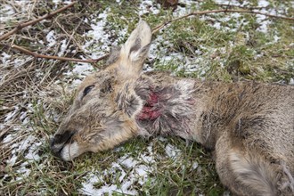 Roe Deer (Capreolus capreolus) killed by a dog