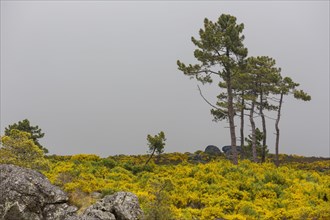 Barren highlands with gorse in bloom