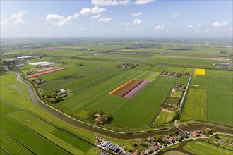 Tulip fields