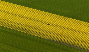 Tulip fields