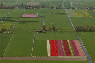 Tulip fields