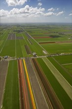 Tulip fields