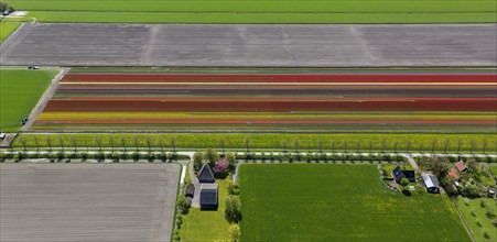 Tulip fields