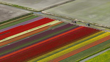 Tulip fields